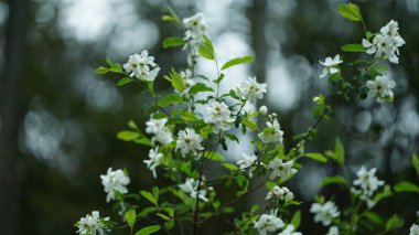 Baharda bahçede açan taze çiçekler.