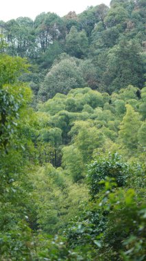 Yeşil bambu ormanları ve Çin kırsalının arka planında küçük kır yolu olan güzel dağlar manzaralar.