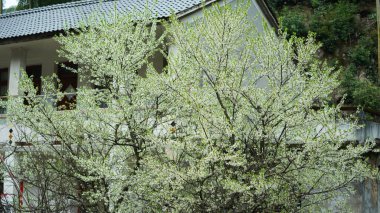 Baharda bahçede açan taze çiçekler.