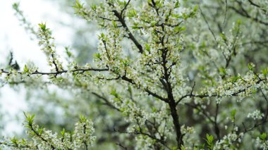 Baharda bahçede açan taze çiçekler.