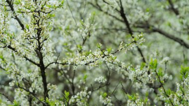 Baharda bahçede açan taze çiçekler.