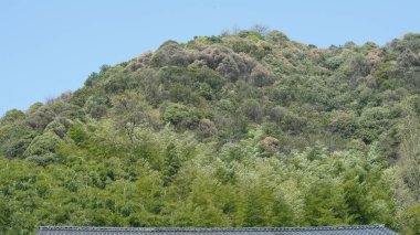 Yeşil bambu ormanları ve Çin kırsalının arka planında küçük kır yolu olan güzel dağlar manzaralar.