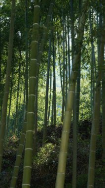 Yeşil bambu ormanları ve Çin kırsalının arka planında küçük kır yolu olan güzel dağlar manzaralar.