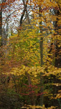 Sonbaharda doğal parkın renkli orman manzarası