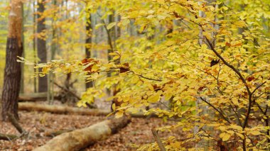Sonbaharda doğal parkın renkli orman manzarası