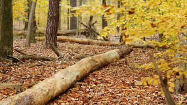 Sonbaharda doğal parkın renkli orman manzarası