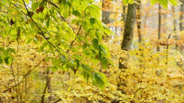Sonbaharda doğal parkın renkli orman manzarası
