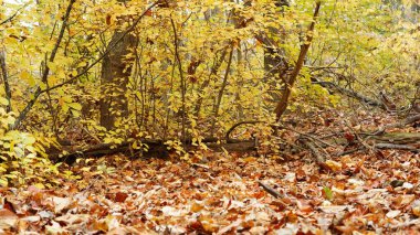 Sonbaharda doğal parkın renkli orman manzarası
