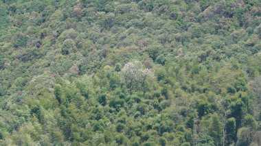 Çin 'in kırsal kesimlerinde arka planda yeşil bambu ormanları olan güzel dağlar.