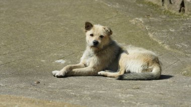 Bahçedeki sevimli köpek manzarası.