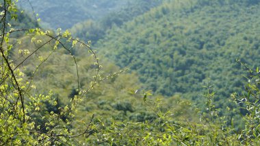 Çin 'in kırsal kesimlerinde arka planda yeşil bambu ormanları olan güzel dağlar.