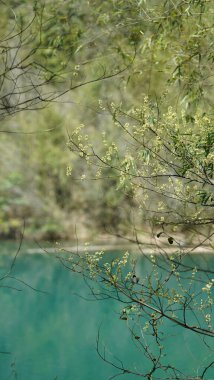 Çin 'in kırsal kesimlerinde arka plan olarak yeşil ormanı olan güzel göl manzaraları.