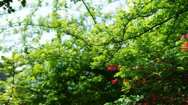 Baharda bahçede açan taze çiçekler.