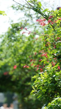 Baharda bahçede açan taze çiçekler.