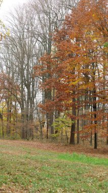 Sonbaharda doğal parkın renkli orman manzarası