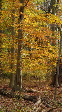 Sonbaharda doğal parkın renkli orman manzarası