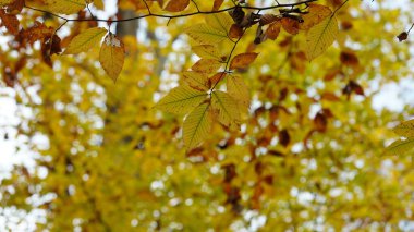 Sonbaharda doğal parkın renkli orman manzarası