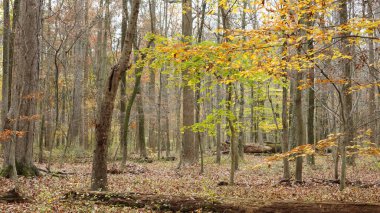 Sonbaharda doğal parkın renkli orman manzarası