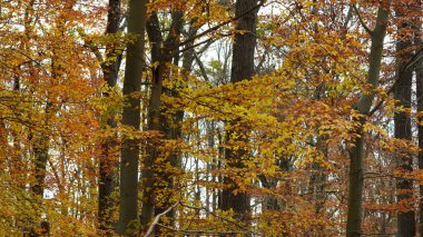 Sonbaharda doğal parkın renkli orman manzarası
