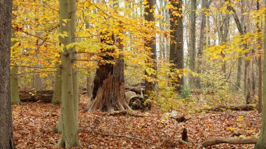 Sonbaharda doğal parkın renkli orman manzarası