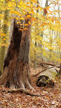 Sonbaharda doğal parkın renkli orman manzarası