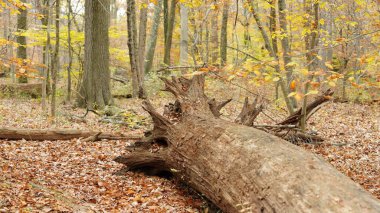 Sonbaharda doğal parkın renkli orman manzarası
