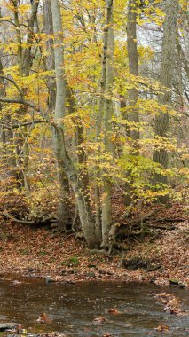 Sonbaharda doğal parkın renkli orman manzarası