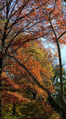 Güzel Central Park sonbahar manzarası New York 'taki renkli ağaçlarla