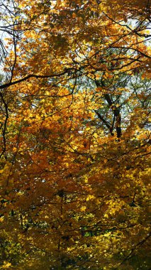 Güzel Central Park sonbahar manzarası New York 'taki renkli ağaçlarla