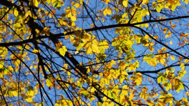 Güzel Central Park sonbahar manzarası New York 'taki renkli ağaçlarla