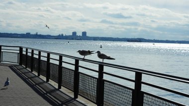 ABD 'de New York' un Manhattan yakınlarındaki okyanus körfezi manzarası.