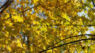 Sonbaharda doğal parkın renkli orman manzarası