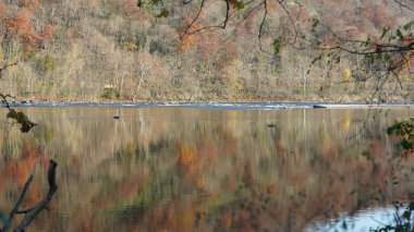 Sonbaharda akan nehrin yanında olduğu doğal parkın renkli orman manzarası