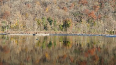 Sonbaharda akan nehrin yanında olduğu doğal parkın renkli orman manzarası
