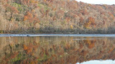 Sonbaharda akan nehrin yanında olduğu doğal parkın renkli orman manzarası