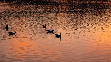Nehirde yüzen vahşi ördekler gün batımını su yüzeyinde yansıtıyor.