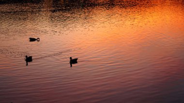 Nehirde yüzen vahşi ördekler gün batımını su yüzeyinde yansıtıyor.