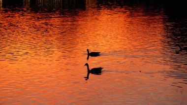 Nehirde yüzen vahşi ördekler gün batımını su yüzeyinde yansıtıyor.