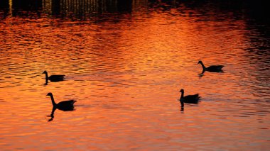 Nehirde yüzen vahşi ördekler gün batımını su yüzeyinde yansıtıyor.