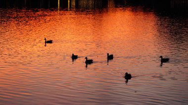 Nehirde yüzen vahşi ördekler gün batımını su yüzeyinde yansıtıyor.