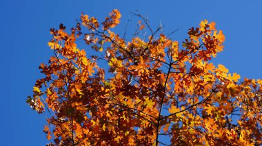 Sonbaharda güzel Philadelphia şehri manzarası