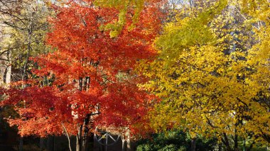 Pennsylvania Üniversitesi, Philadelphia 'daki güzel kampüs sonbahar manzarası.