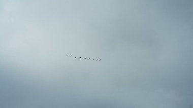 Mevsimsel göç için mavi gökyüzünde uçan bir grup yabani kaz.