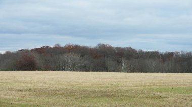 Sonbaharda doğal parkın renkli orman manzarası