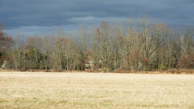 Sonbaharda doğal parkın renkli orman manzarası