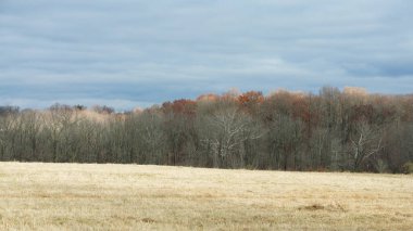 Sonbaharda doğal parkın renkli orman manzarası
