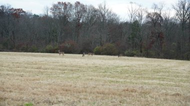 Birkaç vahşi geyik sonbahar otlağında yemek yiyor. 