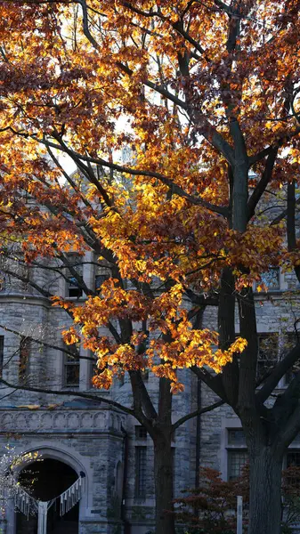 Pennsylvania Üniversitesi, Philadelphia 'daki güzel kampüs sonbahar manzarası.