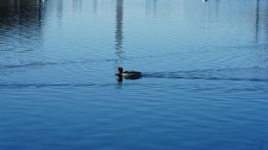 Huzurlu havuzda yüzen bir ördek