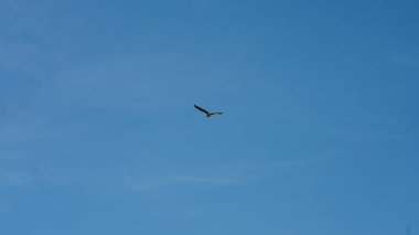 Mavi gökyüzünde özgürce uçan kuşlar